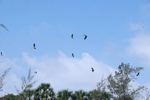 Large flock of Common Cranes Grus grus Sandhill Cranes hovering or flying h.. Stock Photos