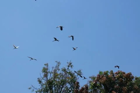 Large flock of Common Cranes Grus grus Sandhill Cranes hovering or flying h.. Stock Photos