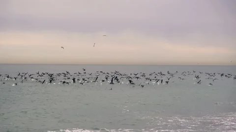 A large flock of cormorants fly over the water. Waterfowl in the sea. Stock Footage 233607219