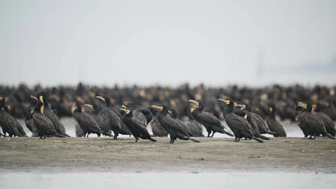 A large flock of cormorants resting Stock Footage 342023784