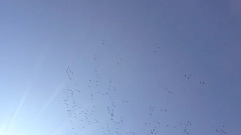 A large flock of crane birds Grus flying high in the blue sky without clouds Stock Footage 119308730