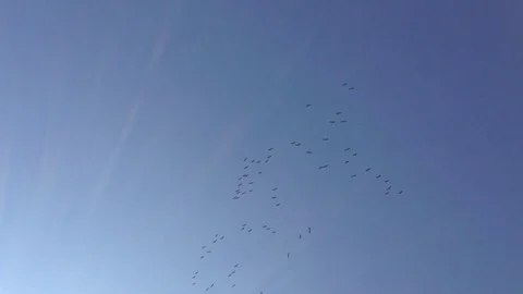 A large flock of crane birds Grus flying high in the blue sky without clouds 2 Stock Footage 119308754