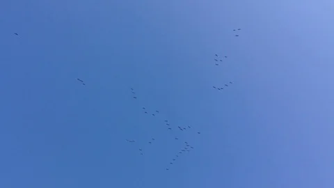 A large flock of crane birds Grus flying high in the blue sky without clouds 3 Stockbeeldmateriaal 119308762