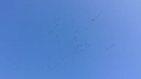 A large flock of crane birds Grus flying high in the blue sky without clouds 5 Stock Footage 119308775