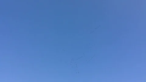A large flock of crane birds Grus flying high in the blue sky without clouds 6 Stock Footage 119308787