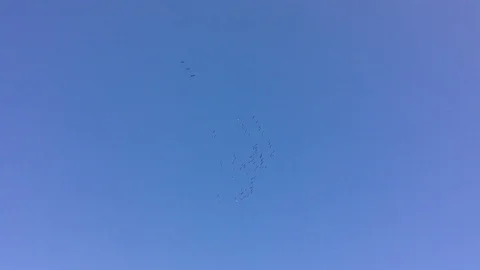 A large flock of crane birds Grus flying high in the blue sky without clouds 7 Stock Footage 119308795