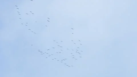 A large flock of cranes circling in the sky. Vídeos de archivo 141781069