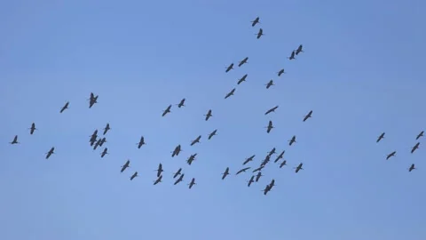 A large flock of cranes in flight, 4K slomo Stock Footage 172428191