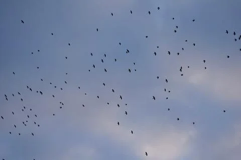 A large flock of crows are flying in the sky. Stock-Fotos