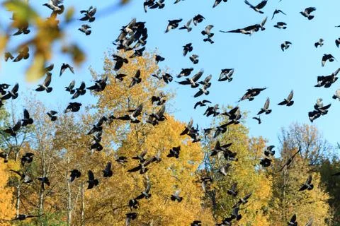 A large flock of crows on the background of autumn forest and blue sky. Stock Photos