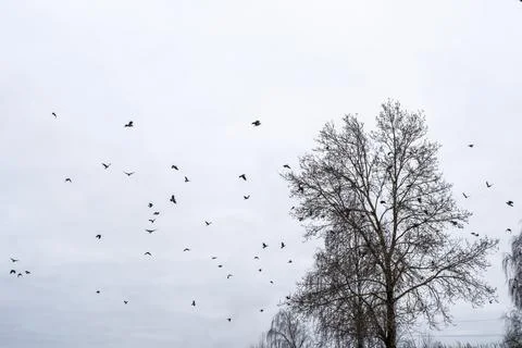 A large flock of crows on the branches of tall trees against a cloudy sky. Stock Photos