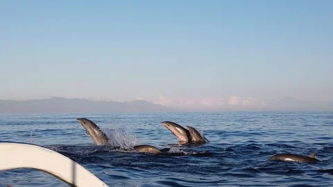  a large flock of dolphins jump out of the water.  Stock Footage 118280232