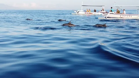  a large flock of dolphins jump out of the water. view from the boat. Vidéo 118280260