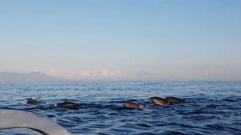  a large flock of dolphins jump out of the water. view from the boat.  Stock Footage 118280265