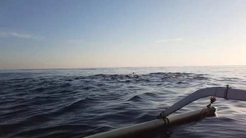  a large flock of dolphins jump out of the water. view from the boat. Stock Footage 118280324