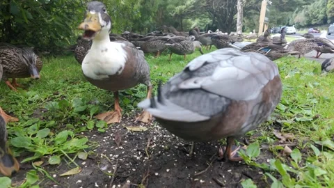 Large flock of ducks feeding on seeds in a park Stock Footage 330133599