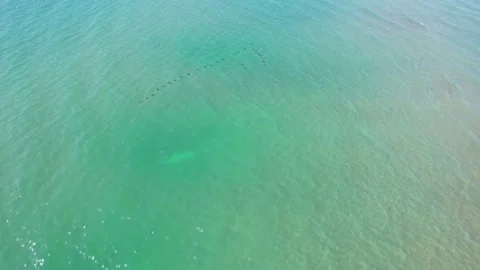 A large flock of ducks is flying over the sea. Video stock 159477161