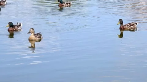 Large flock of ducks gathered in blue lake water Stock Footage 313355912