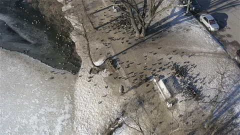 A large flock of ducks gathered on the sidewalk near the lake on a thawedin Video stock 111925893