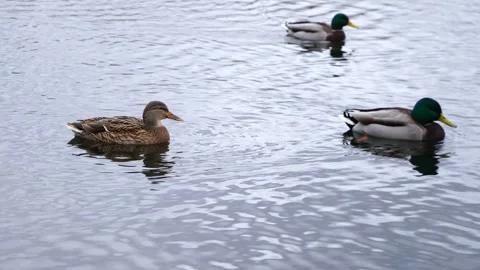 A large flock of ducks gracefully swims across a serene pond Stock Footage 289733774