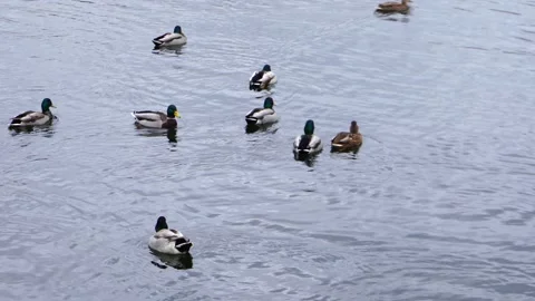 A large flock of ducks gracefully swims across a serene pond Stock Footage 289735360