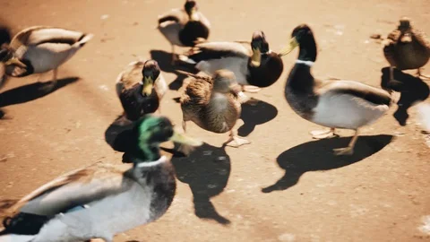 A large flock of ducks in the Park. People feed birds bread Stock Footage 121409964