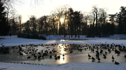 A large flock of ducks on the shore of the winter lake. Stock Footage 60427656