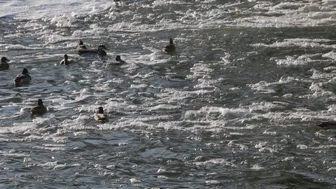 Large flock of ducks swims in  winter river with  rapid current and waves Video stock 87242410