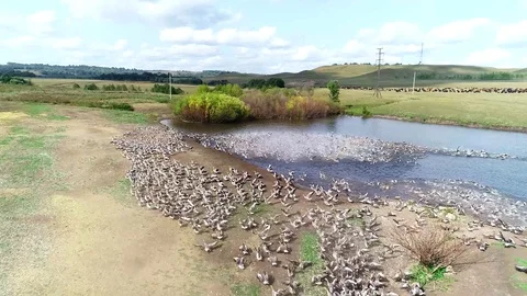 Large flock of ducks take off from the water in front to camera. Stock Footage 129290181