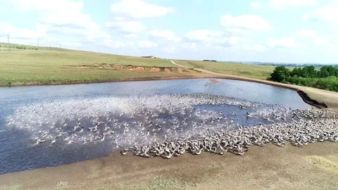Large flock of ducks take off from the water in front to camera. Stock Footage 129290192