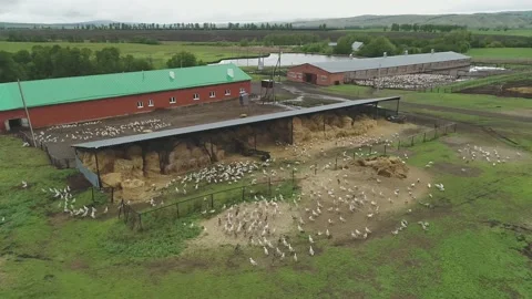 Large flock of ducks take off from the water in front to camera. Video stock 179124137