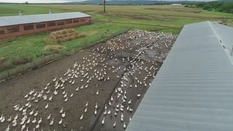 Large flock of ducks take off from the water in front to camera. Stock Footage 179124215