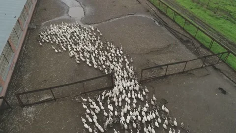 Large flock of ducks take off from the water in front to camera. Video stock 179124292