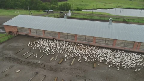 Large flock of ducks take off from the water in front to camera. Video stock 179124474
