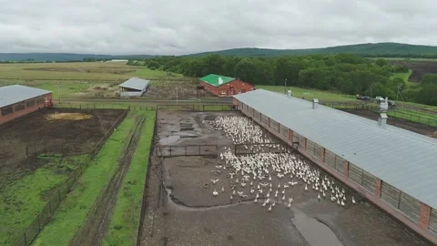 Large flock of ducks take off from the water in front to camera. Video stock 179124697