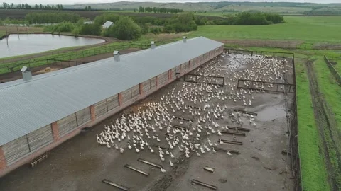 Large flock of ducks take off from the water in front to camera. Video stock 179124787