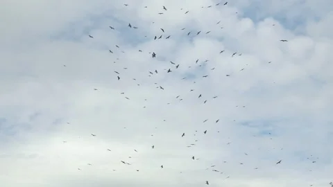 A large flock of eagles are flying against the backdrop of clouds. 動画素材 139773851