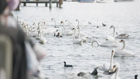 Large flock of elegant white swans and other waterfowl swimming together in a Stock-Footage 332340310