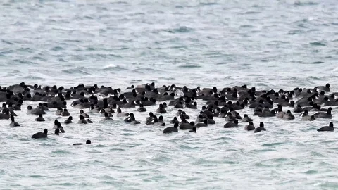 A large flock of Eurasian Coot Fulica atra, swims on the lake Stock-Footage 123783997