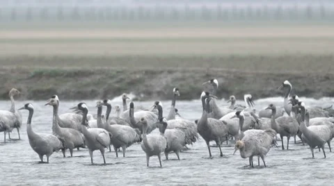 Large Flock of Eurasian Cranes Standing in the Water of River in a Field Stock Footage 64066439