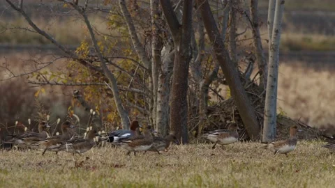 Large Flock of Eurasian Wigeons. Stock Footage 228817979