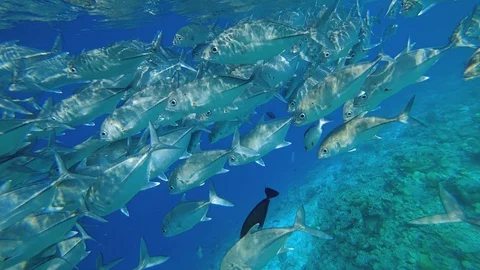 A large flock of fish swims past the operator. Beautiful underwater shooting. Stock Footage 108953427