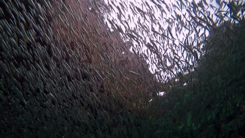 Large flock of fishes Stock Footage 71804481