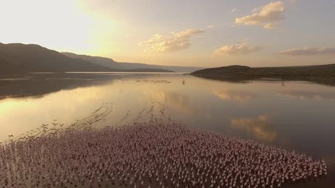 Large flock of flamingos start to fly at sunrise, lake bogoria Kenya Stock Footage 105595605