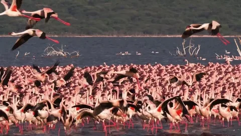 A large flock of flamingos taking flight over a lake in Africa. Stock Footage 301072308