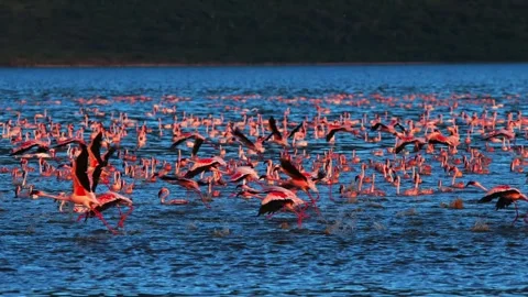 A large flock of flamingos taking flight from a lake at sunset. Stock Footage 301089115