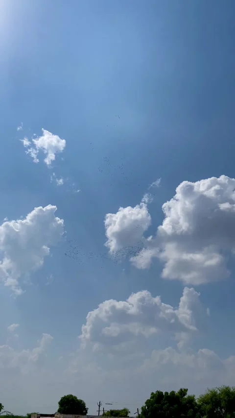 A large flock of flying Birds in the sky. Stock Footage 289205376