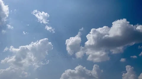 A large flock of flying Birds in the sky Stock Footage 289206502