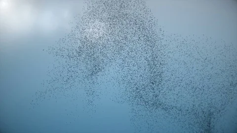 Large Flock of Flying Birds - Swarm of Starlings 4K Stock Footage