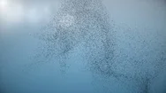 Large Flock Of Flying Birds - Swarm Of Starlings 4K Stock Footage
